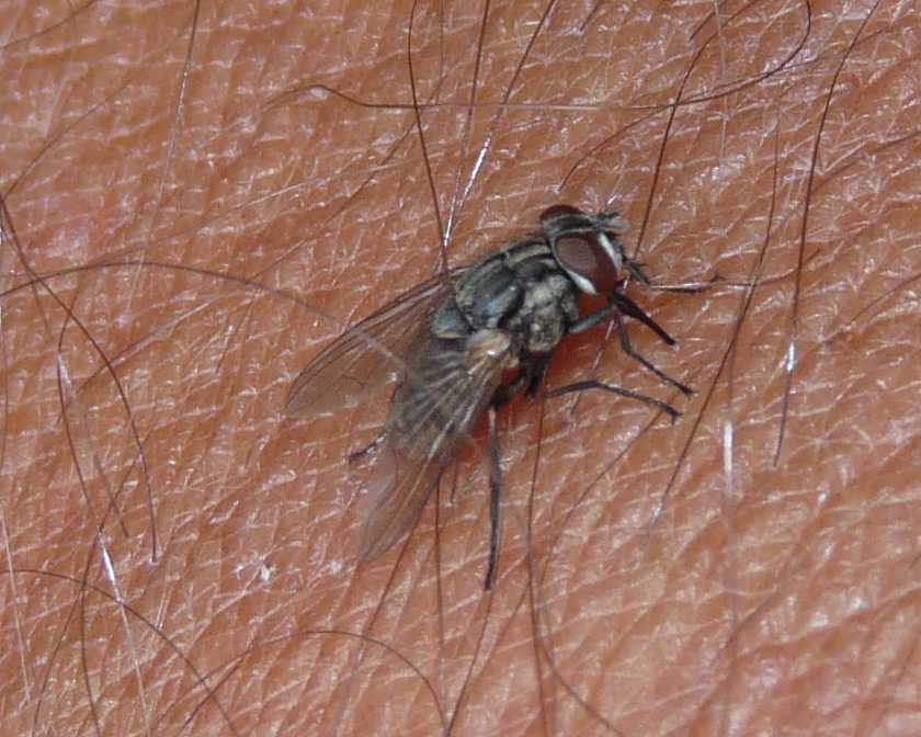 Simpatica moschina:Stomoxys calcitrans